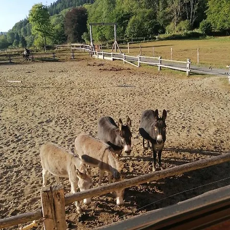 Couettes Et Picotin デュルビュイ